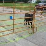 Cow Pie Bingo